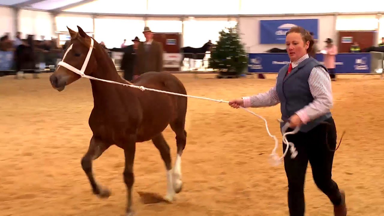Cobiau Cymreig - Eboles neu Adfarch | Welsh Cobs - Filly or Gelding