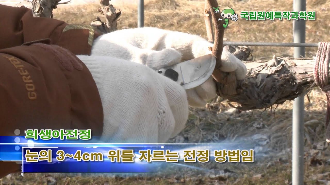 포도 전지전정 기술 동영상 (Pruning Grape Trees)