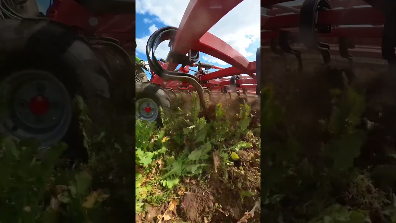 Begrünungsumbruch | Cutting cover crops | RAZOR 