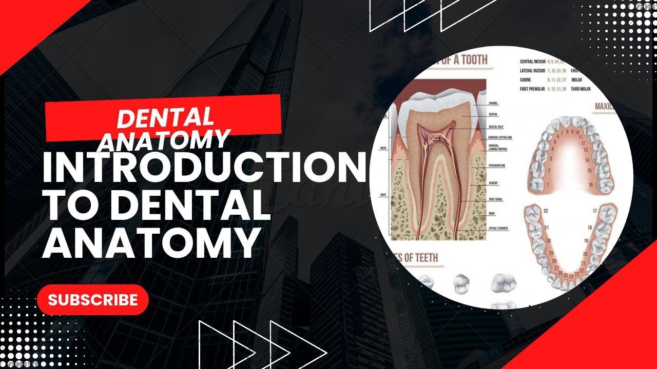 Introduction to dental anatomy|Bds1st year|dental anatomy #bds #youtubevideos #dentalstudent #study 