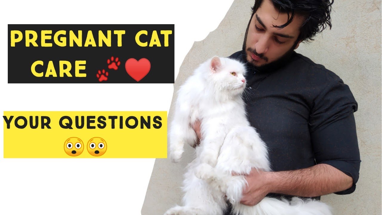 Pregnant cat care | How to take care of Pregnant Cat | tips for pregnant Cat Care