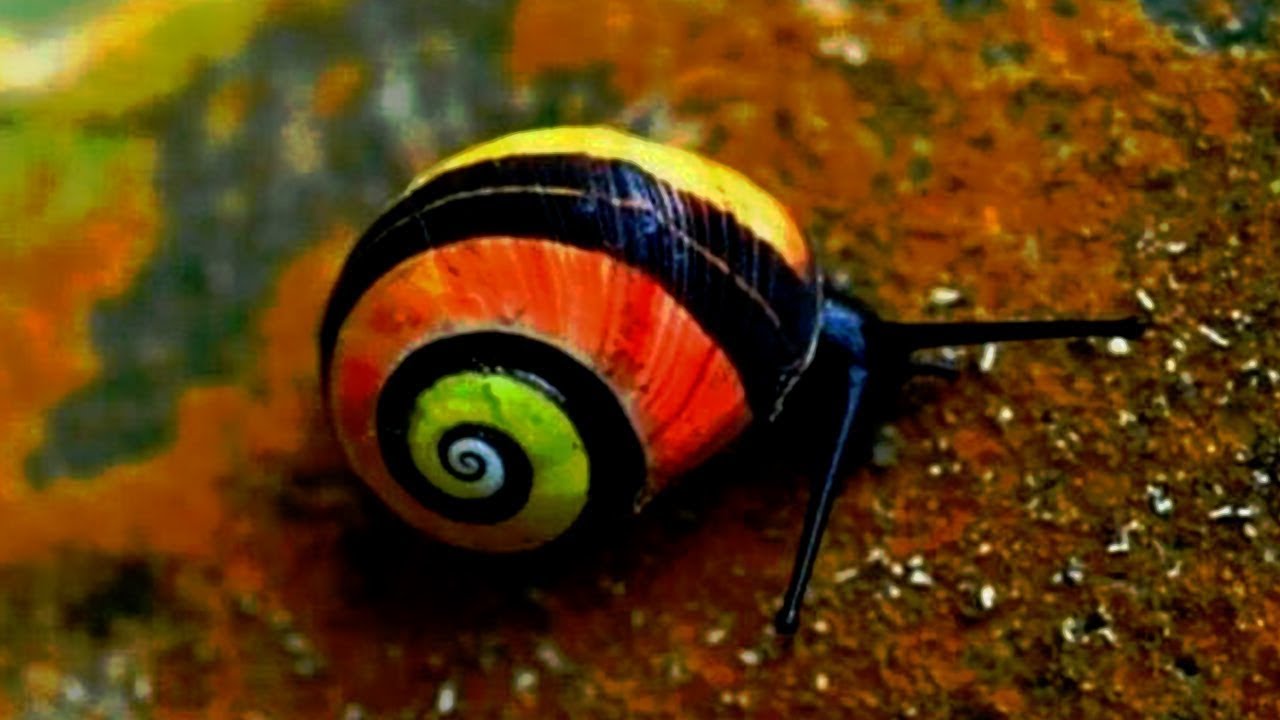 10 Caracoles M&aacute;s Hermosos del Mundo que Debes Ver