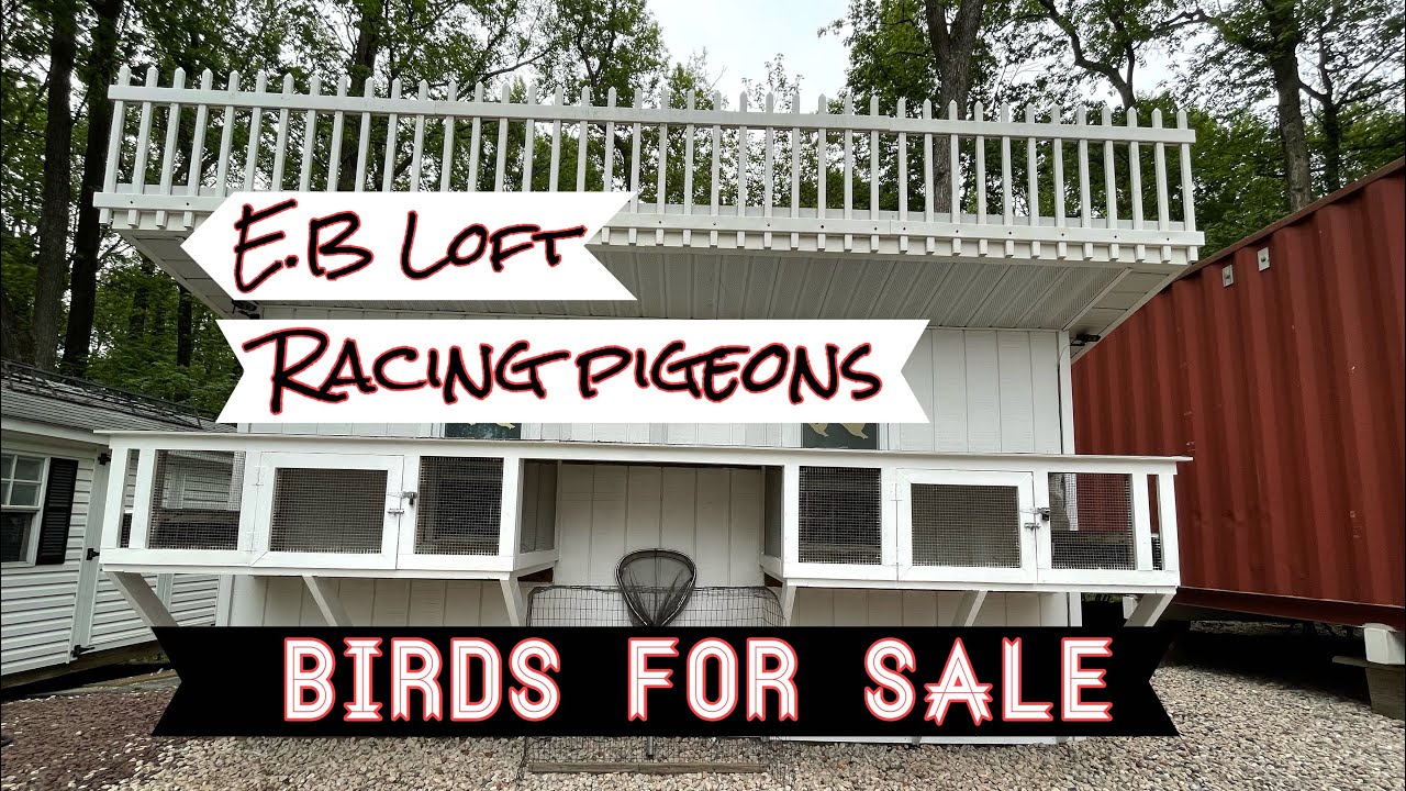 Birds for sale! Dont miss out!