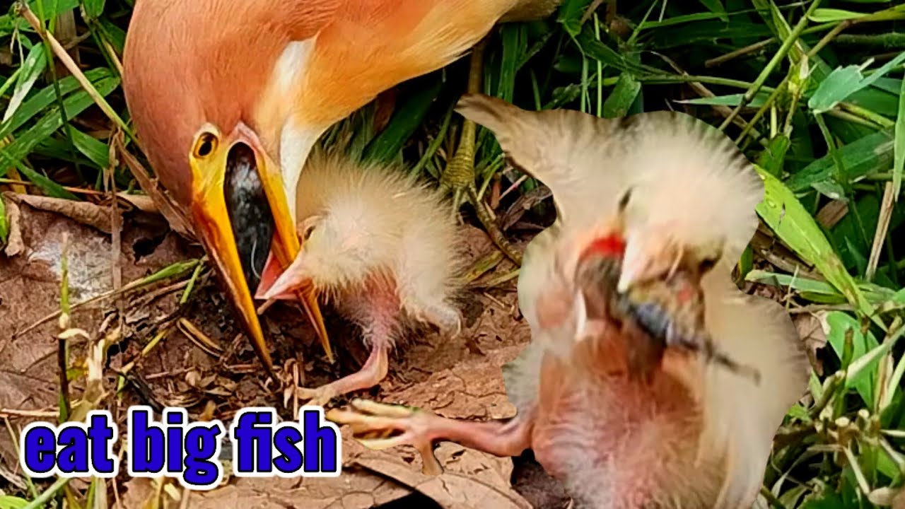 BABY BIRD ALMOST DIED FROM EATING TOO MUCH