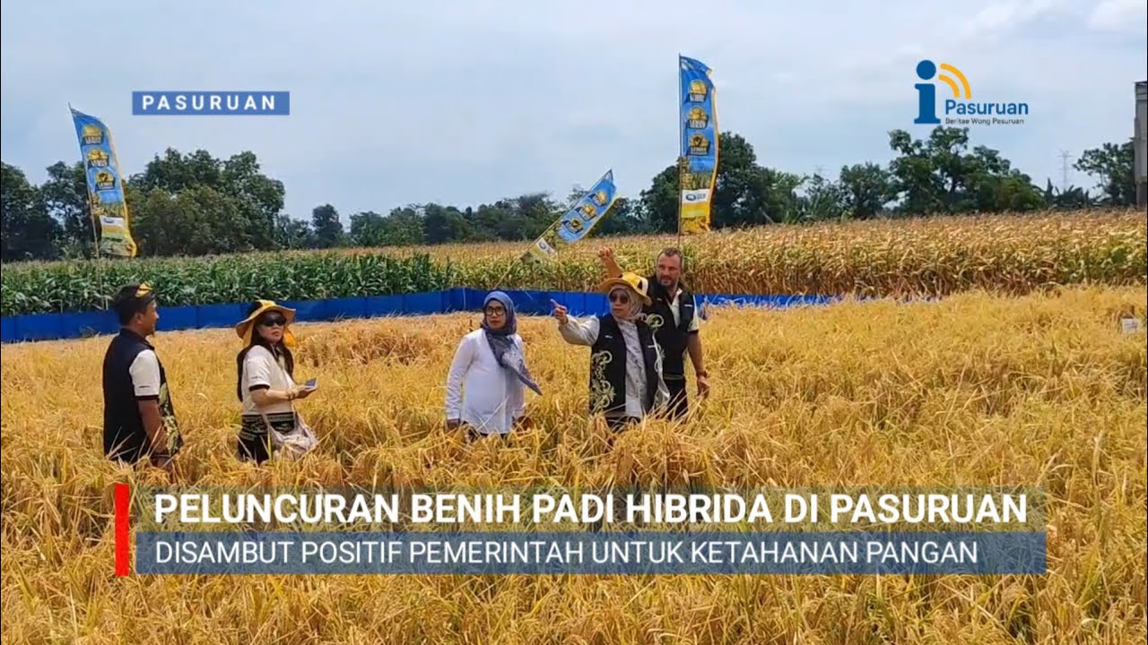 Peluncuran Benih Padi Hibrida di Pasuruan, Terobosan untuk Ketahanan Pangan