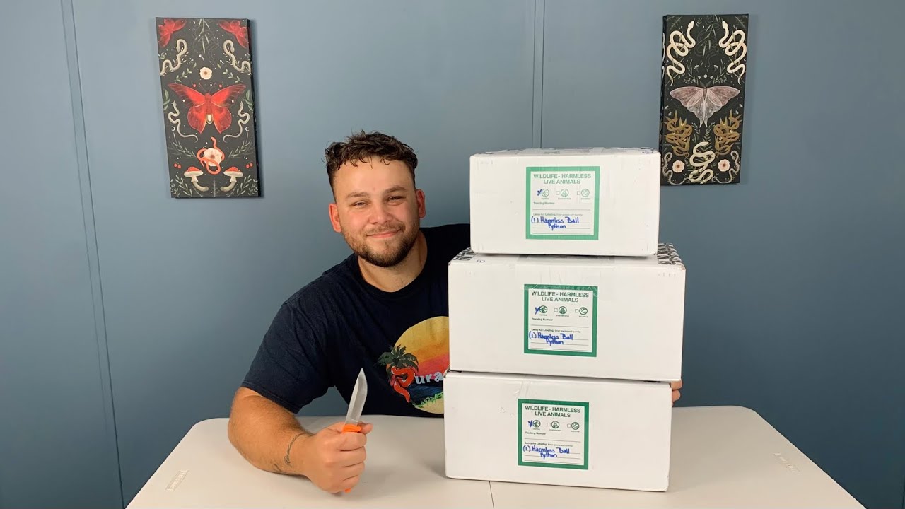 Unboxing THREE New Ball Pythons!