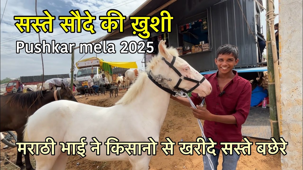 महाराष्ट्र सें आये भाई ने खरीदे दो बछेरे सस्ते सौदे की खुशी | pushkar pashu mela 2025