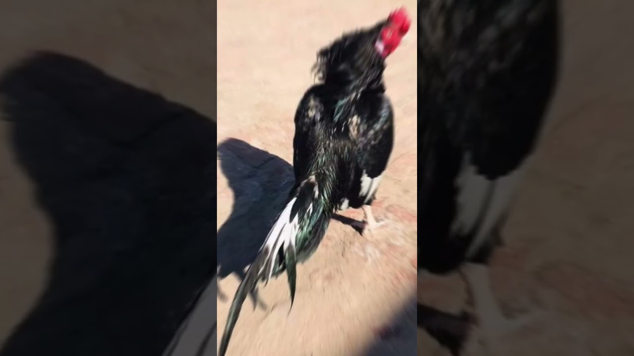 PEELA ASEEL MURGHA vs Lasani Aseel Murgha #aseel #rooster #chickenfarming
