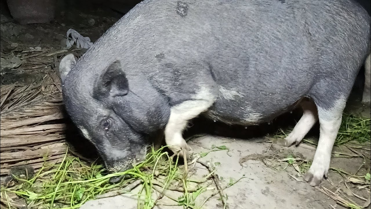 They eat the fresh vegetables... 