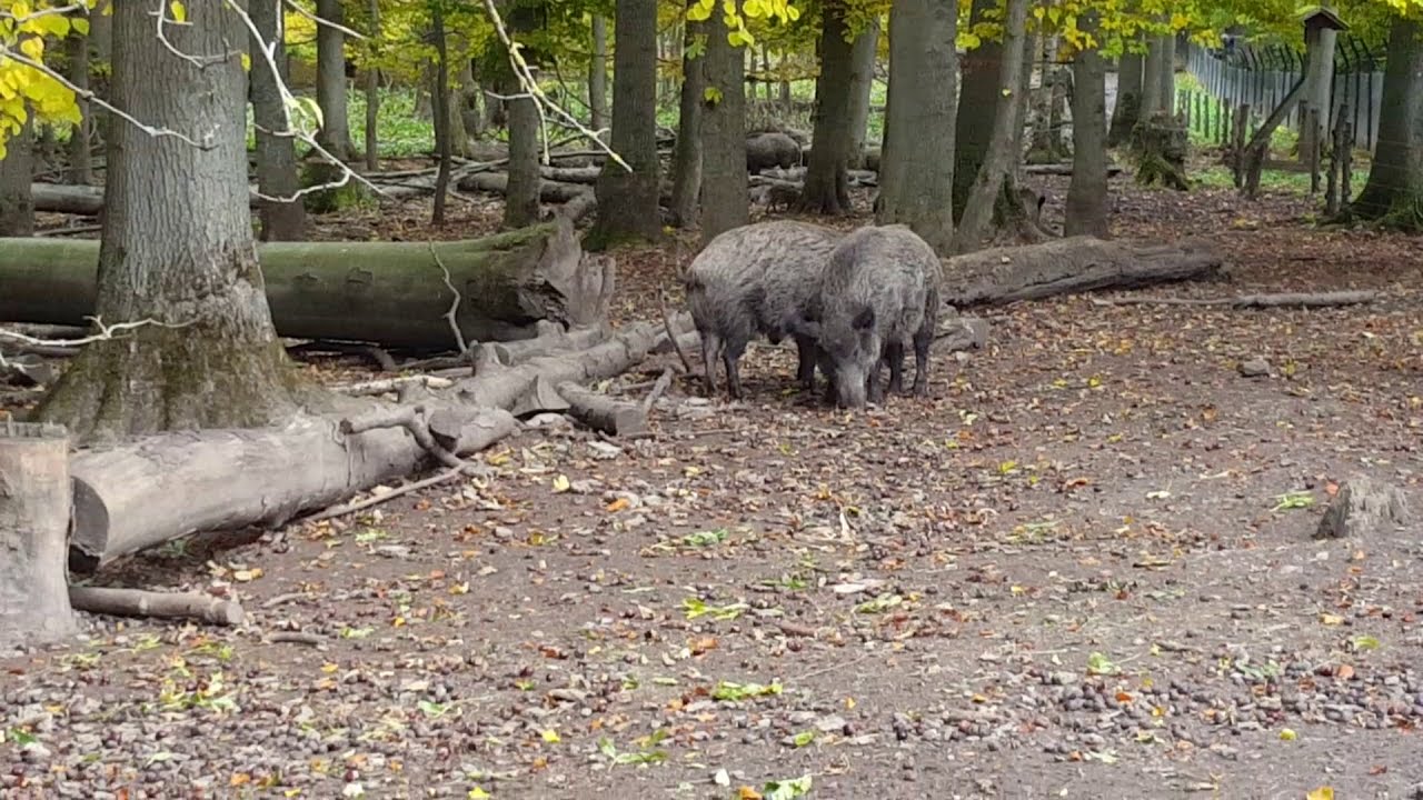 SUS #16 - Die Flucht vor dem Wildschwein beim Sondeln