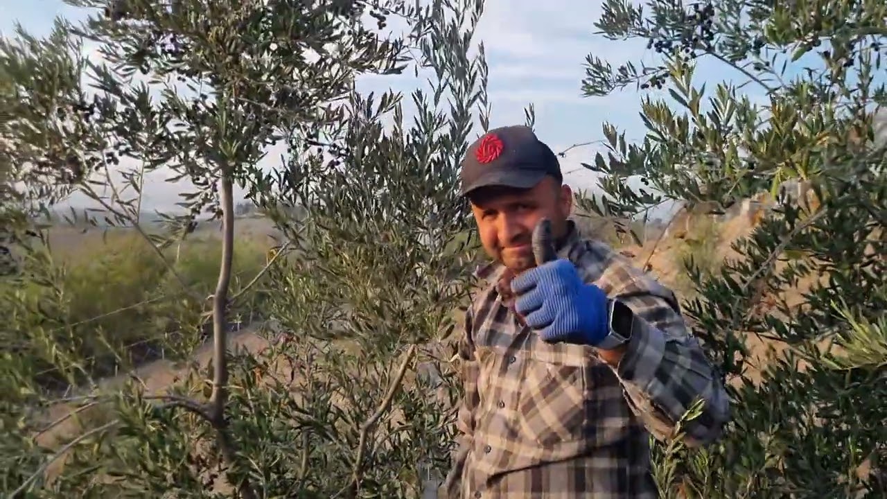 Altı Yaş Arbequina Hasat