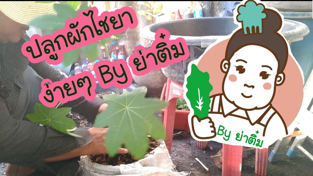 ปลูกผักไชยาง่ายๆ By ย่าติ๋ม