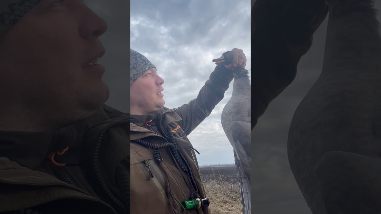 Первый Гусь и сразу вся команда взбодрилась. Есть такое мужики? #охота #охотанагуся #hunting