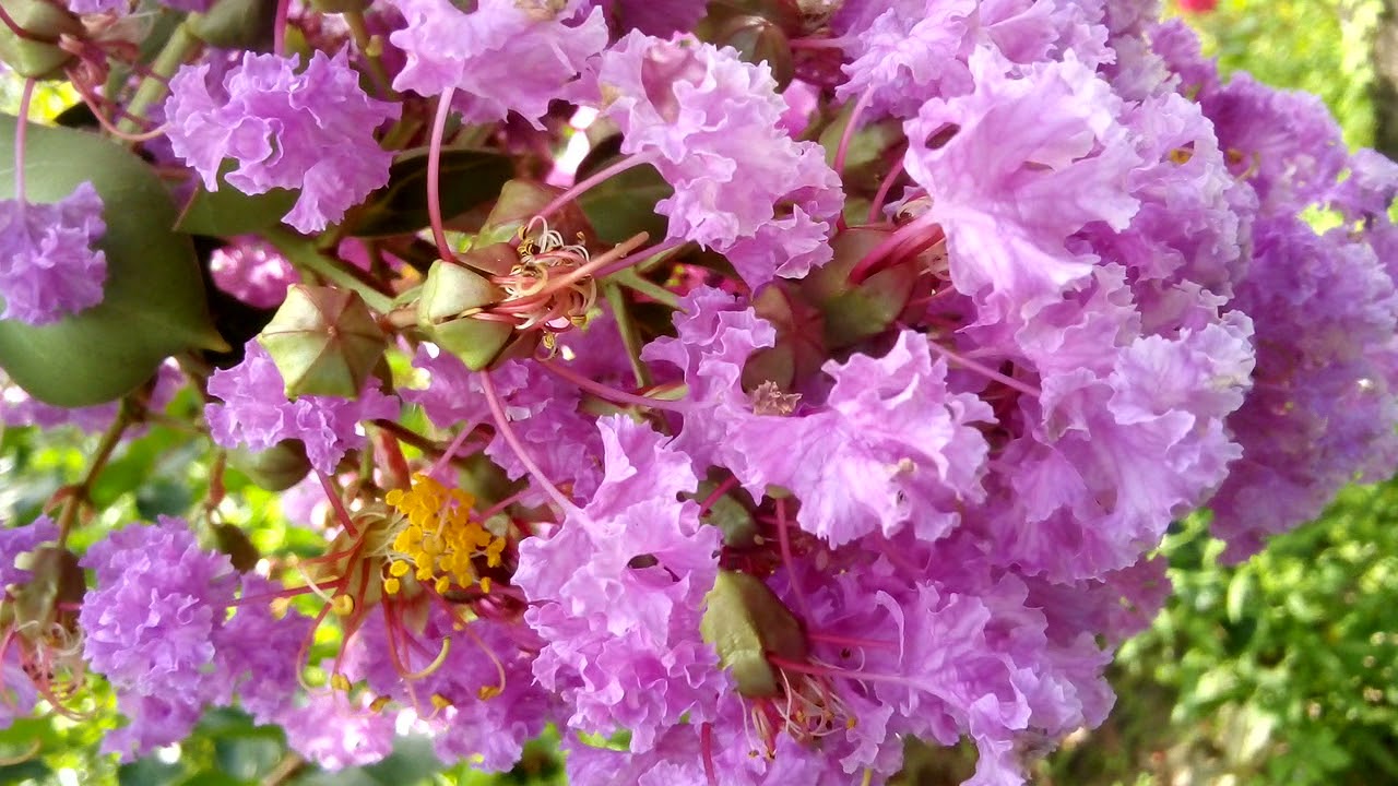 Lagerstroemia  ou Resedá gigante