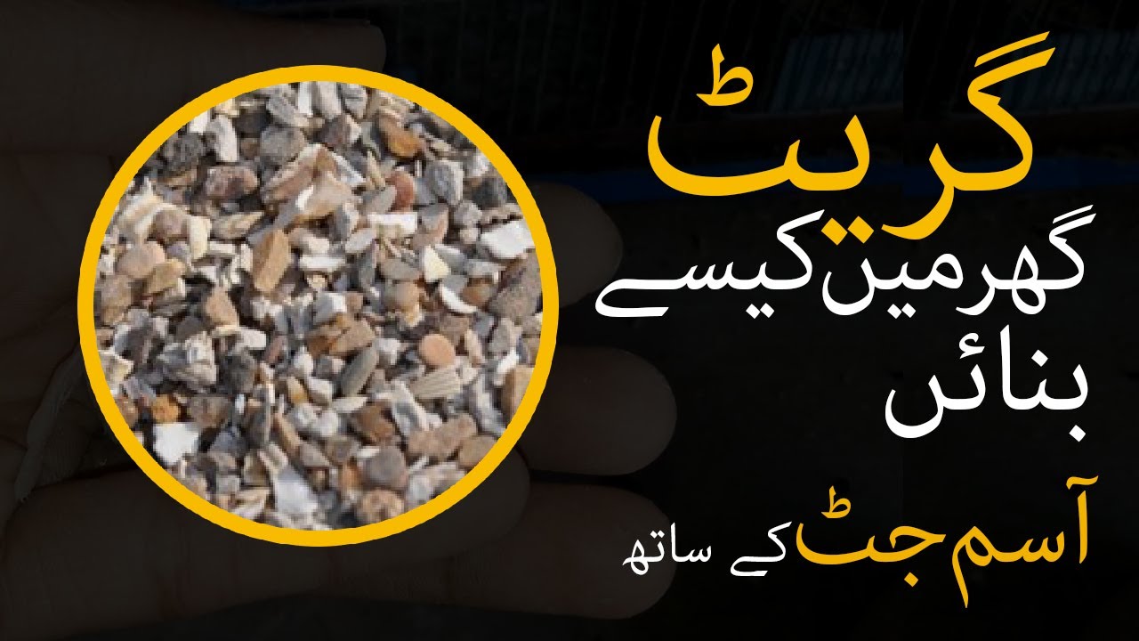 Natural Grit For Parrots & Birds At Home Easily | Breeding Diet | Rich Mineral Supplement In Urdu