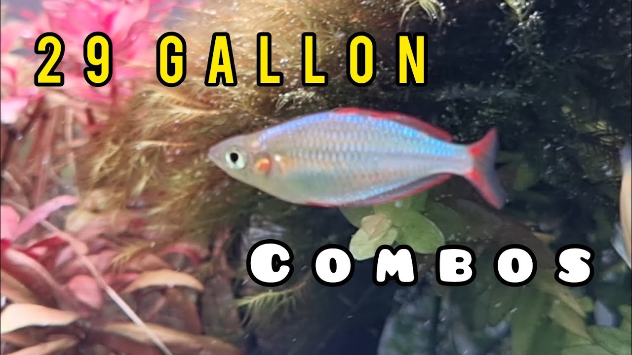 4 GREAT Fish Combos for a 29 GALLON AQUARIUM!