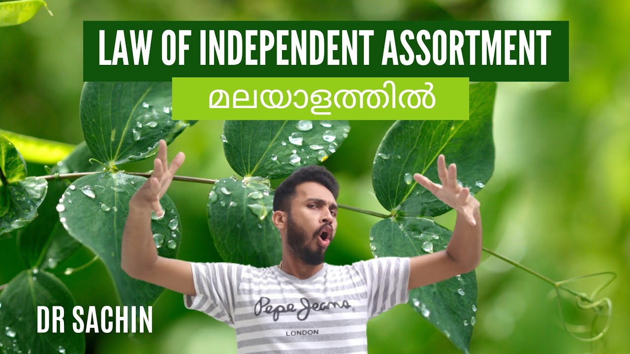 law of independent assortment | knowledge vlogger | NEET | class 12 | Mendel laws