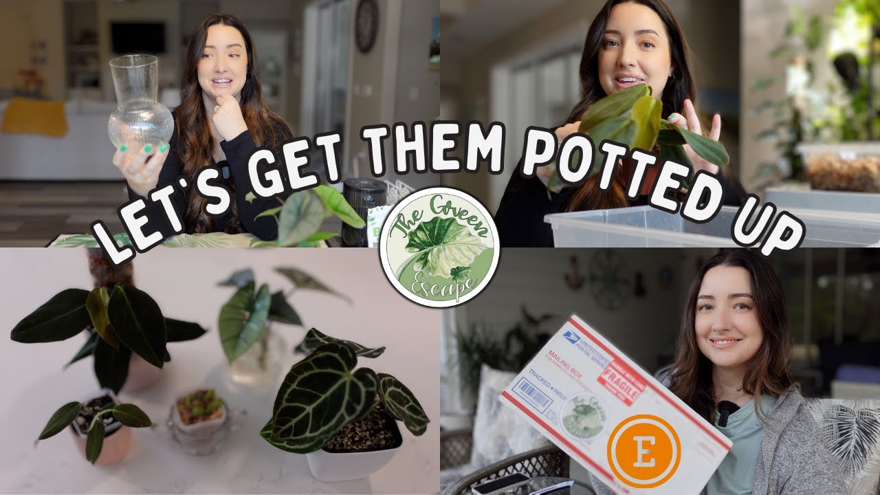 Chilled Repot With Me! All the Plants From the Green Escape! 🪴