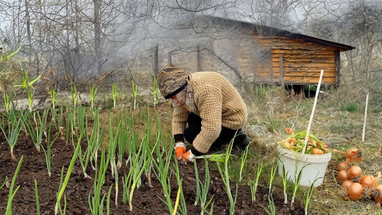 Бабушка сажает лук в саду | Азербайджанские вкусы