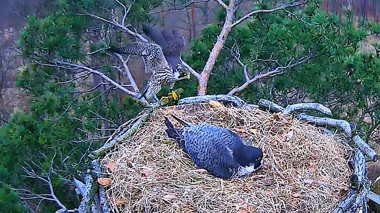 Młody ogarnia Xenię i trzy jajka 29 03 2026 Barlinek sokoły wędrowne