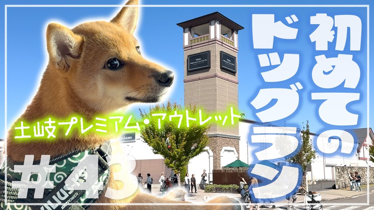 【豆柴】土岐プレミアム・アウトレットで初めてのドッグラン!!!!【もち!!!!】