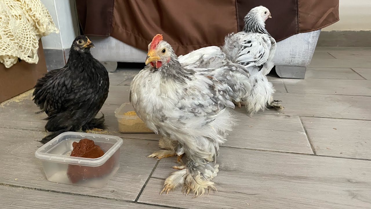 Compramos gallinas ornamentales por internet y mira lo que nos llegaron