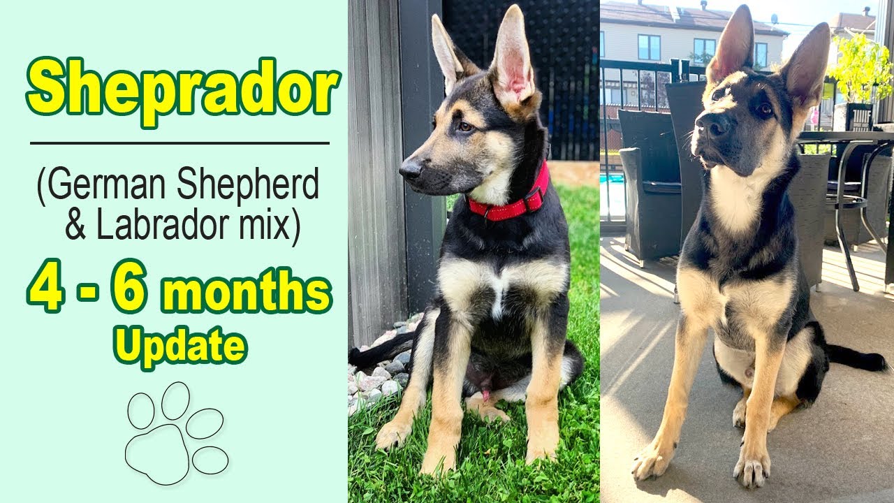 Sheprador 4 - 6 Months Growing Rapidly! - German Shepherd / Labrador mix
