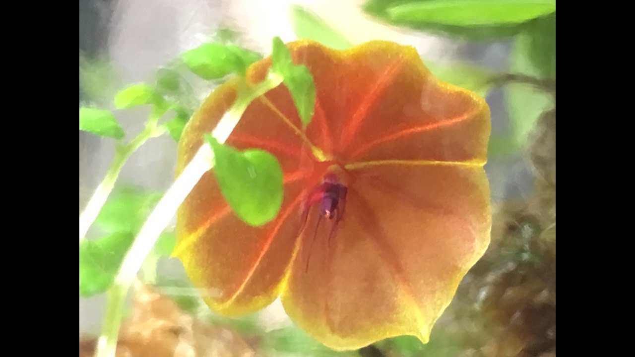WOW! LEPANTHES  TELIPOGONIFLORA ORCHID CULTURE: MUST HAVE MINIATURE ORCHID IN BLOOM