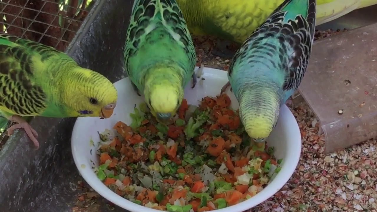 Male Budgie/Parakeets Eating Veggies With Herbs (Волнистых попугаев)