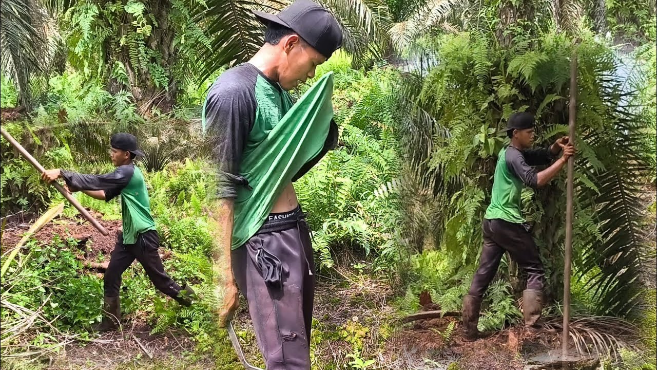 MERASA SEDIH SAAT MANEN ENGA ADA BUAH NYA