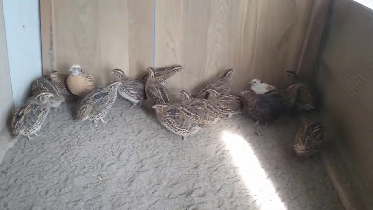 Bıldırcın ve Kazlarımız