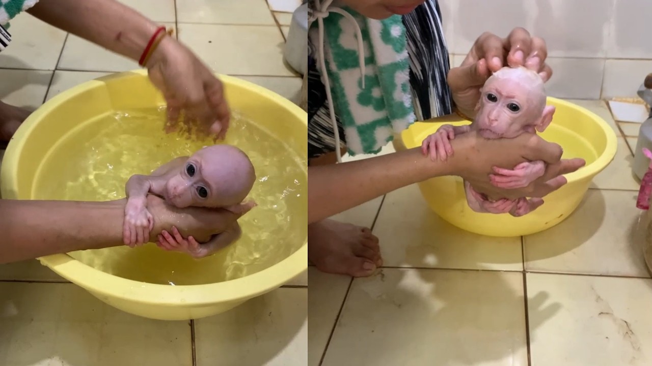 Warm Water & Cuddles: Bath Time Routine for the Tiniest Monkey 🐒