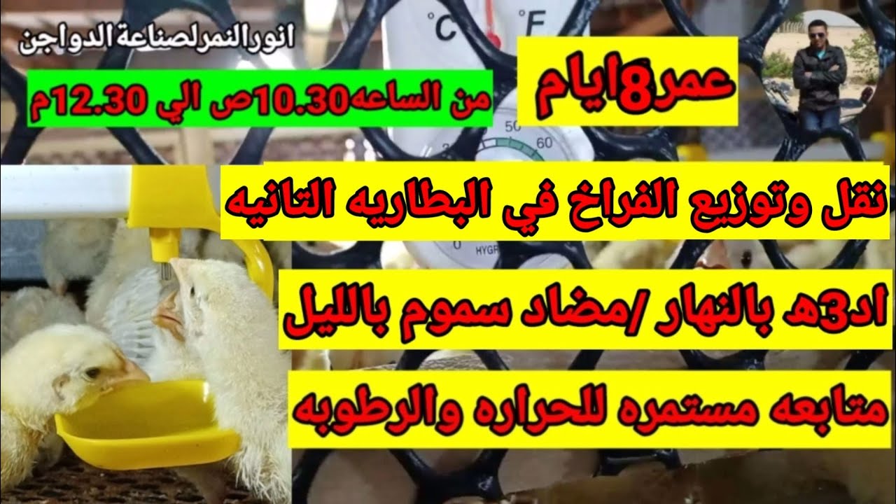 توزيع الفراخ ورفع السبله عمر 8 ايام وتفاصيل اكتر/انورالنمر لصناعة الدواجن