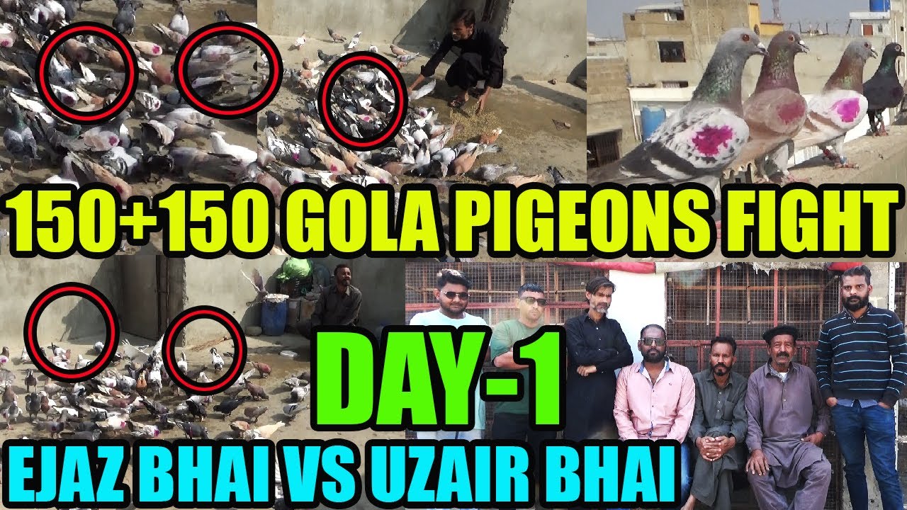150+150 Koray Baooteron Ki Larrayya Ejaz Bhai VS Uzair Bhai Gola Pigeons Fight DAY-1 Catching Pigeon