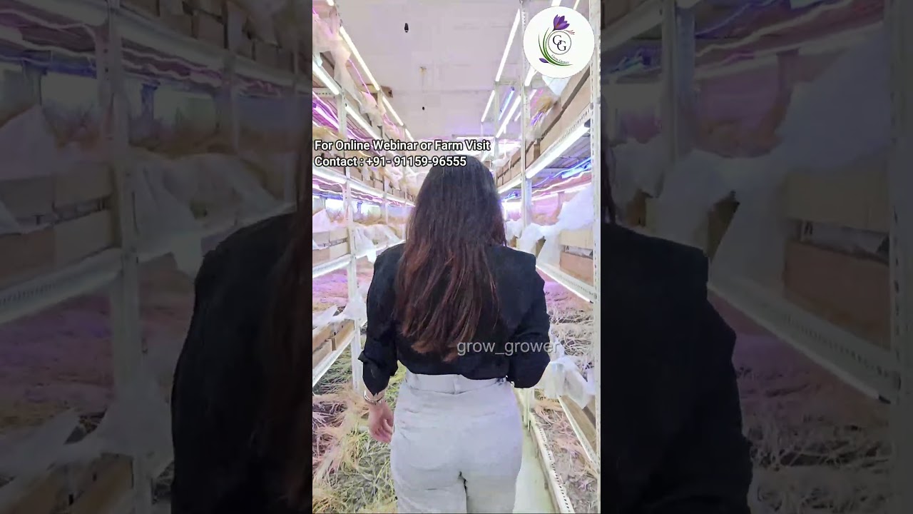 A Day in the Life of an Indoor Saffron Farmer