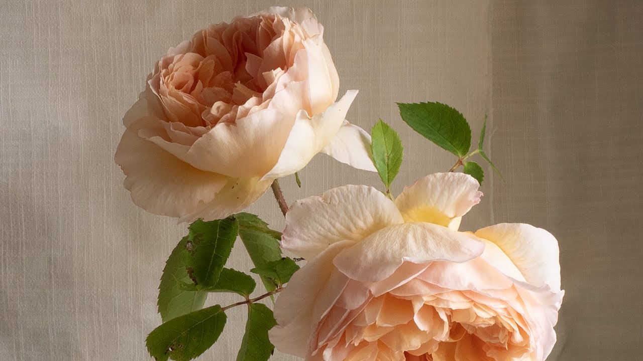 Live Painting Session: Two exceptionally beautiful roses