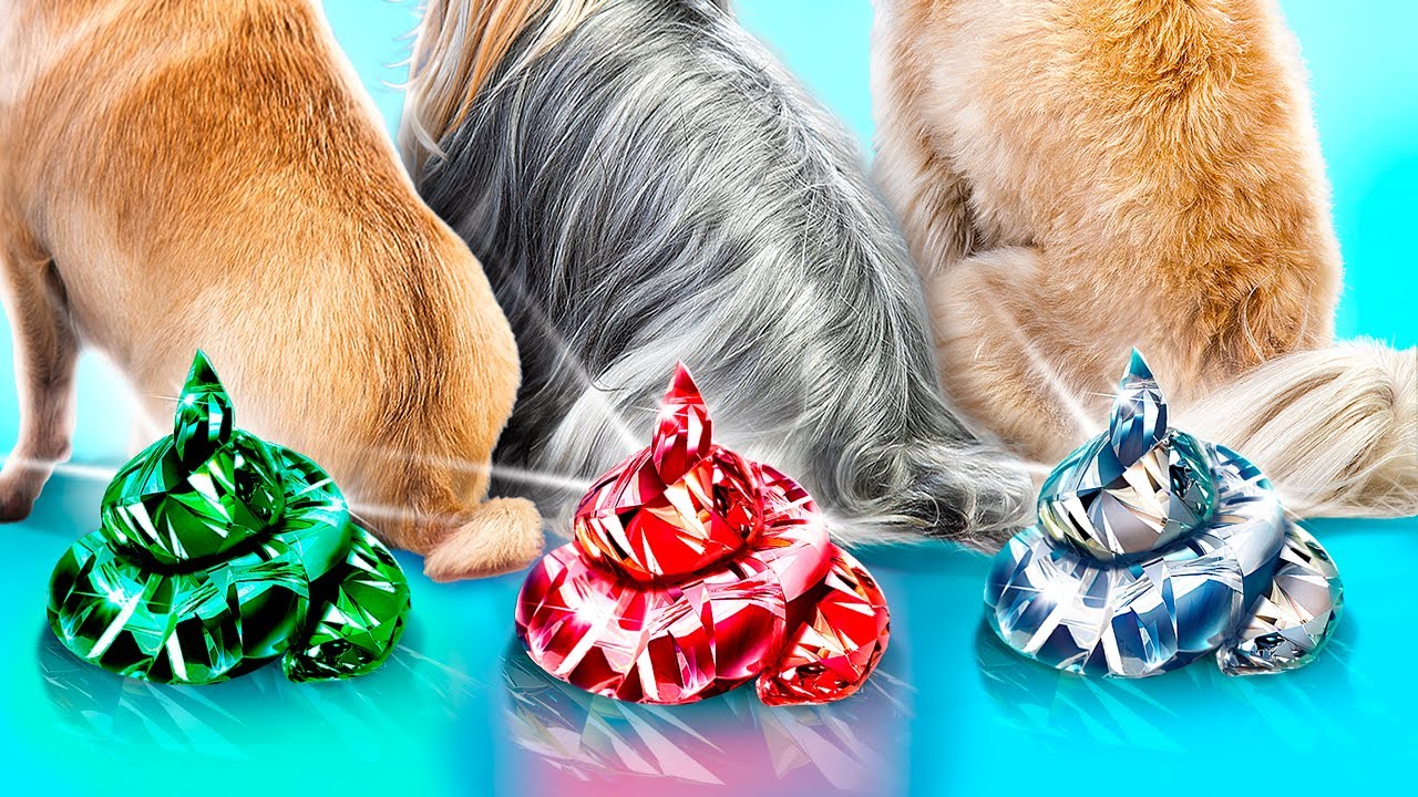 Wir Haben Haustiere Adoptiert! Diamanten-, Rubin- und Smaragdhunde