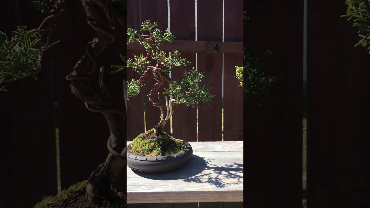 Shimpaku vs Itoigawa Juniper