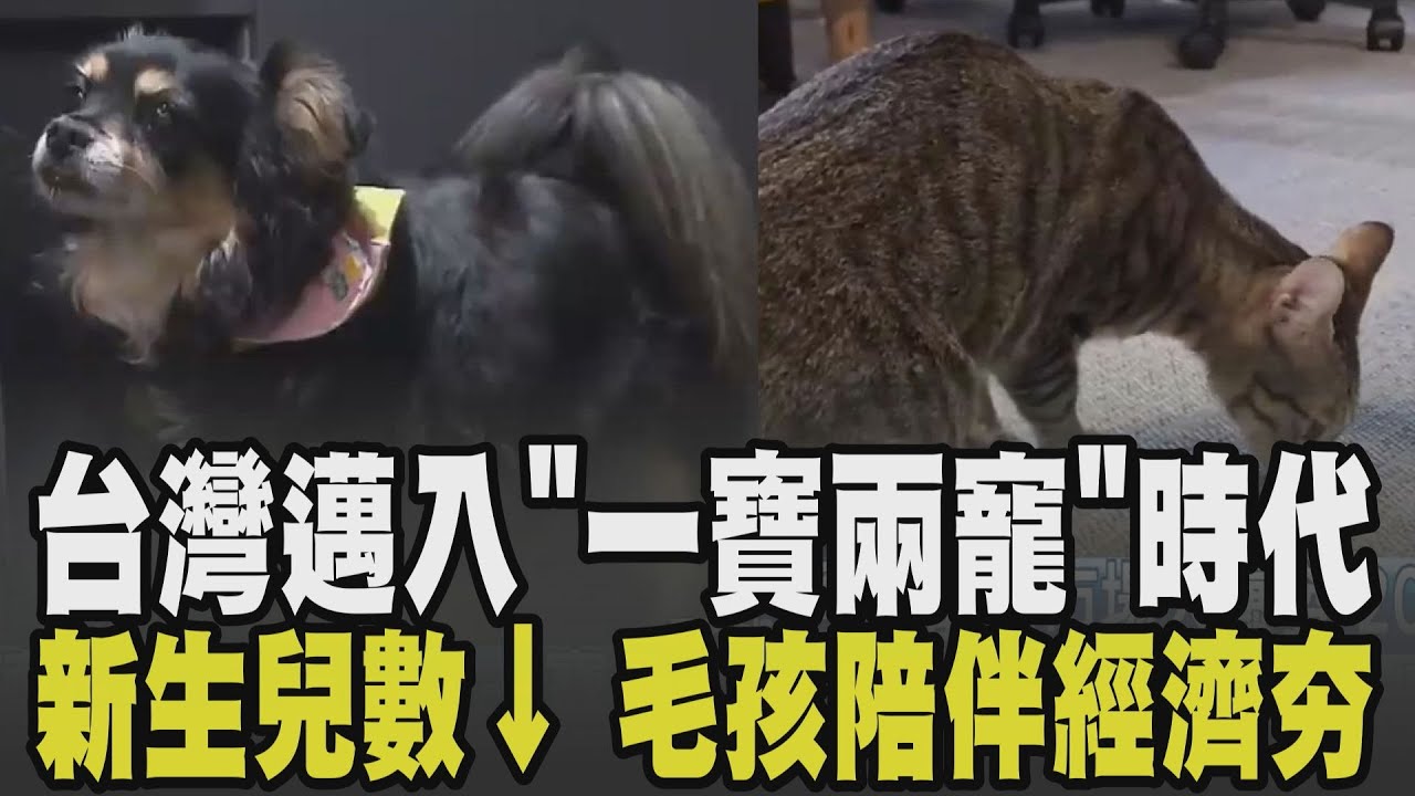 寧願養毛小孩也不想養小孩! 台灣新生兒數跌破11萬 少子化衝擊國安 台灣邁入