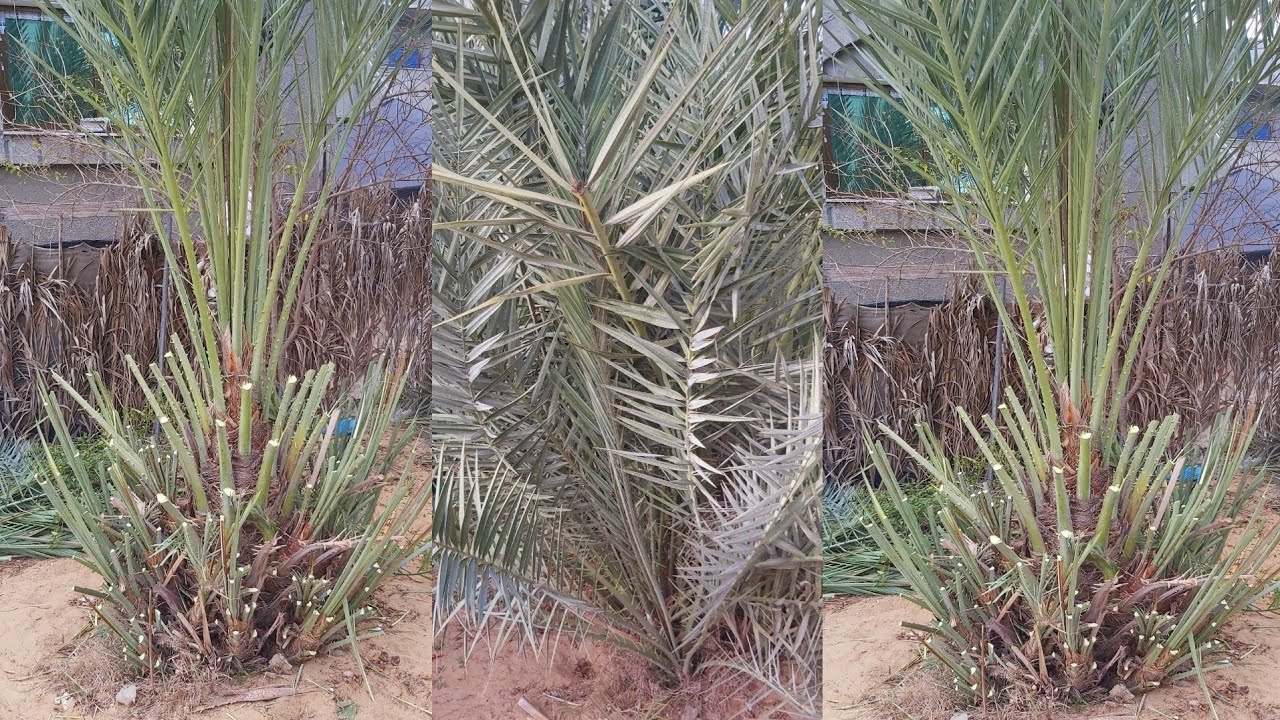 اسهل طريقة لتكريب النخيل - كيف نقلم النخيل
