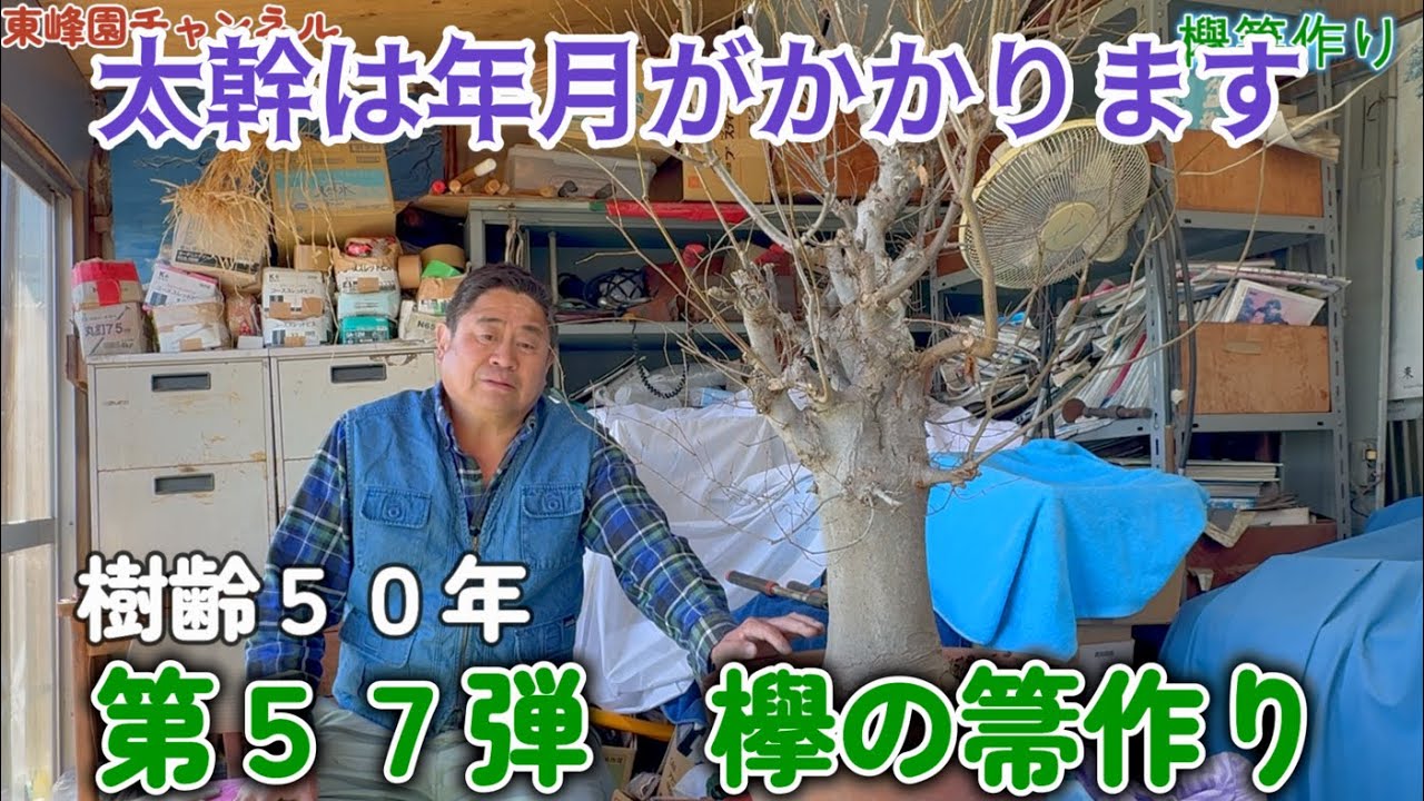 【盆栽】第５７弾　欅の箒作り【太幹にするには時間がかかります】