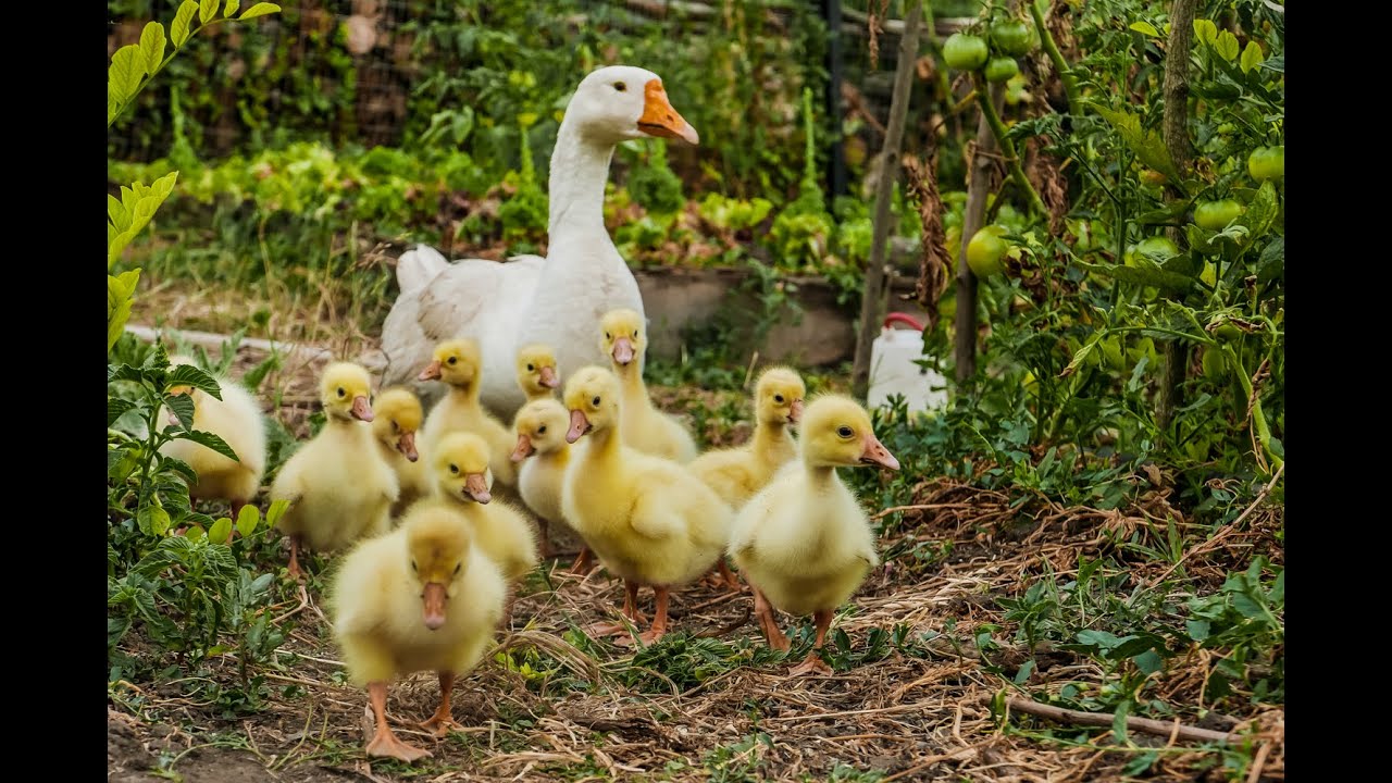 Mon potager en MOLDAVIE, ma Serre Géodésique, et mes Bébés Oies !