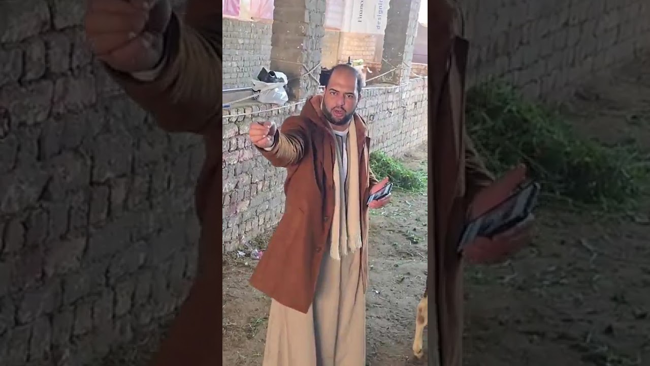 سعر الذكر البقر 17500 جنيه مؤسسه الحاج حسن ابو الحاج تقدم اسعار في المتناول للحجز01091804998