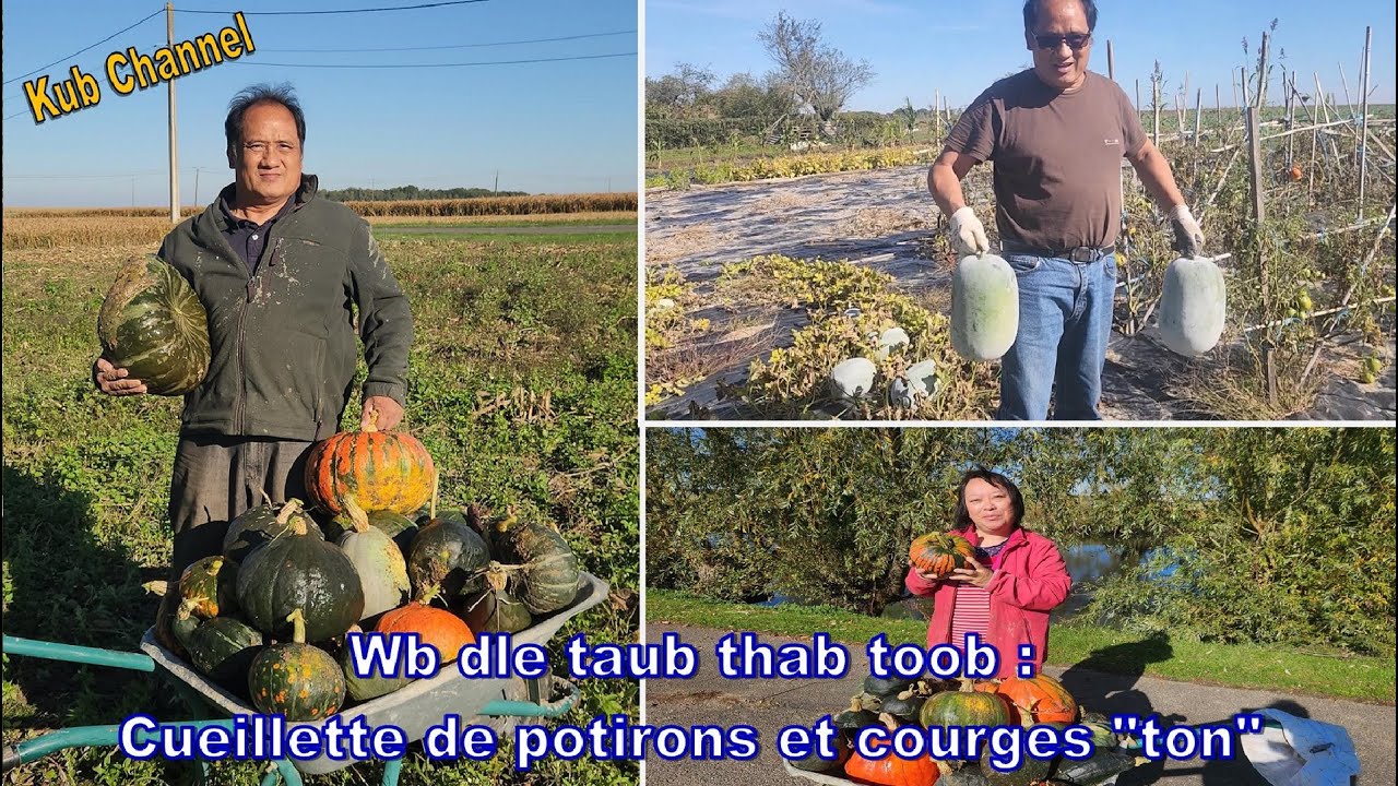Wb dle taub thab toob ( Cueillette de potirons et courges 