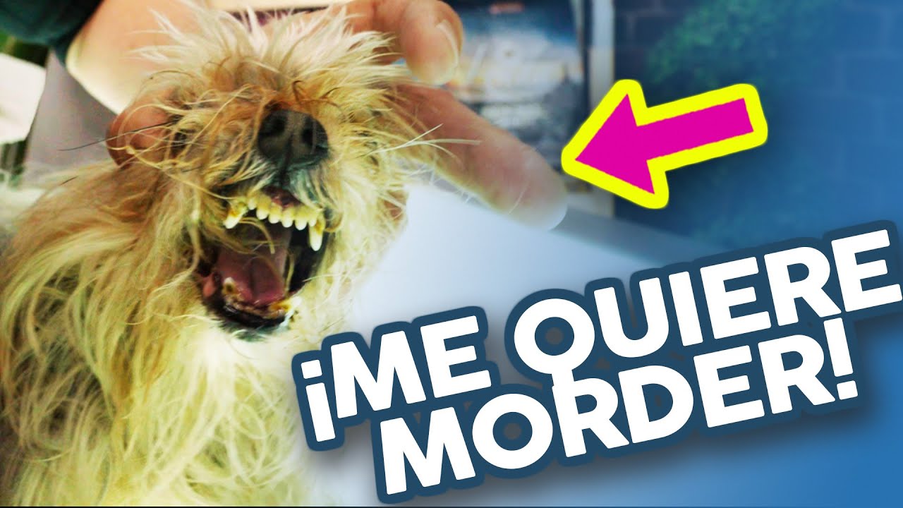Este YORKSHIRE ODIA la PELUQUERÍA CANINA 😰