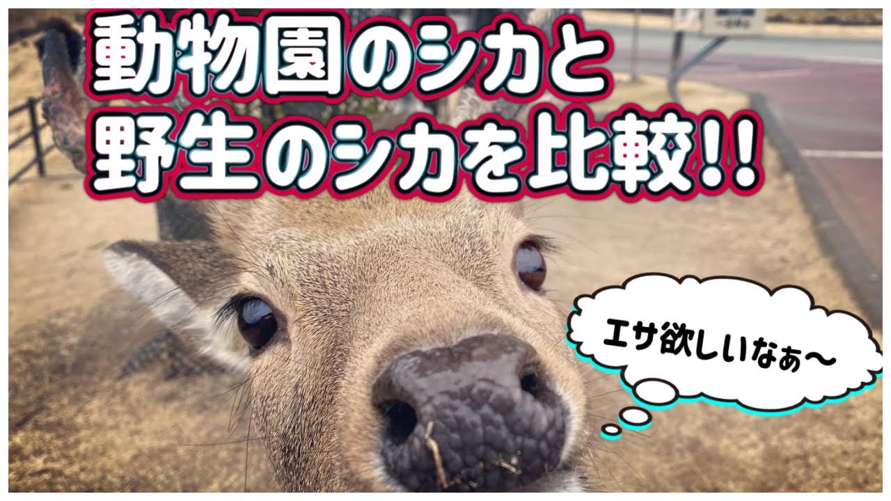 【比較】動物園のシカと野生のシカ‼違いはあるのか⁉️️