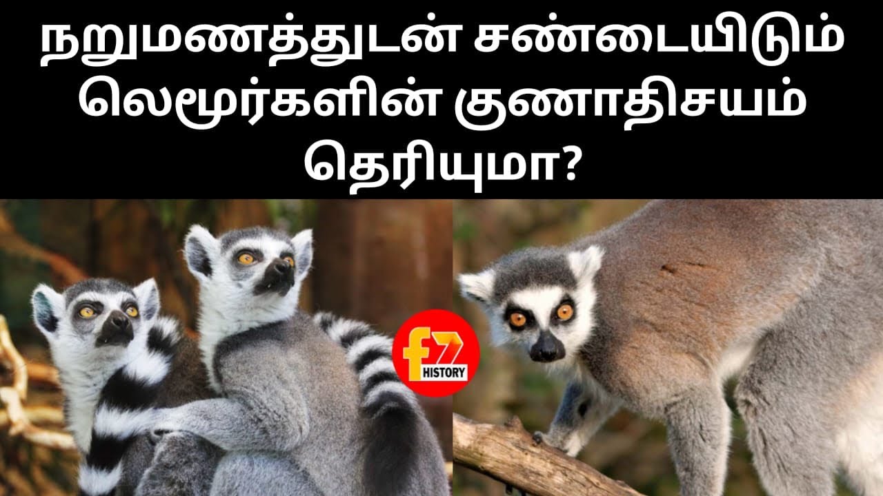 நறுமணத்துடன் சண்டையிடும் லெமூர்களின் குணாதிசயம் தெரியுமா?