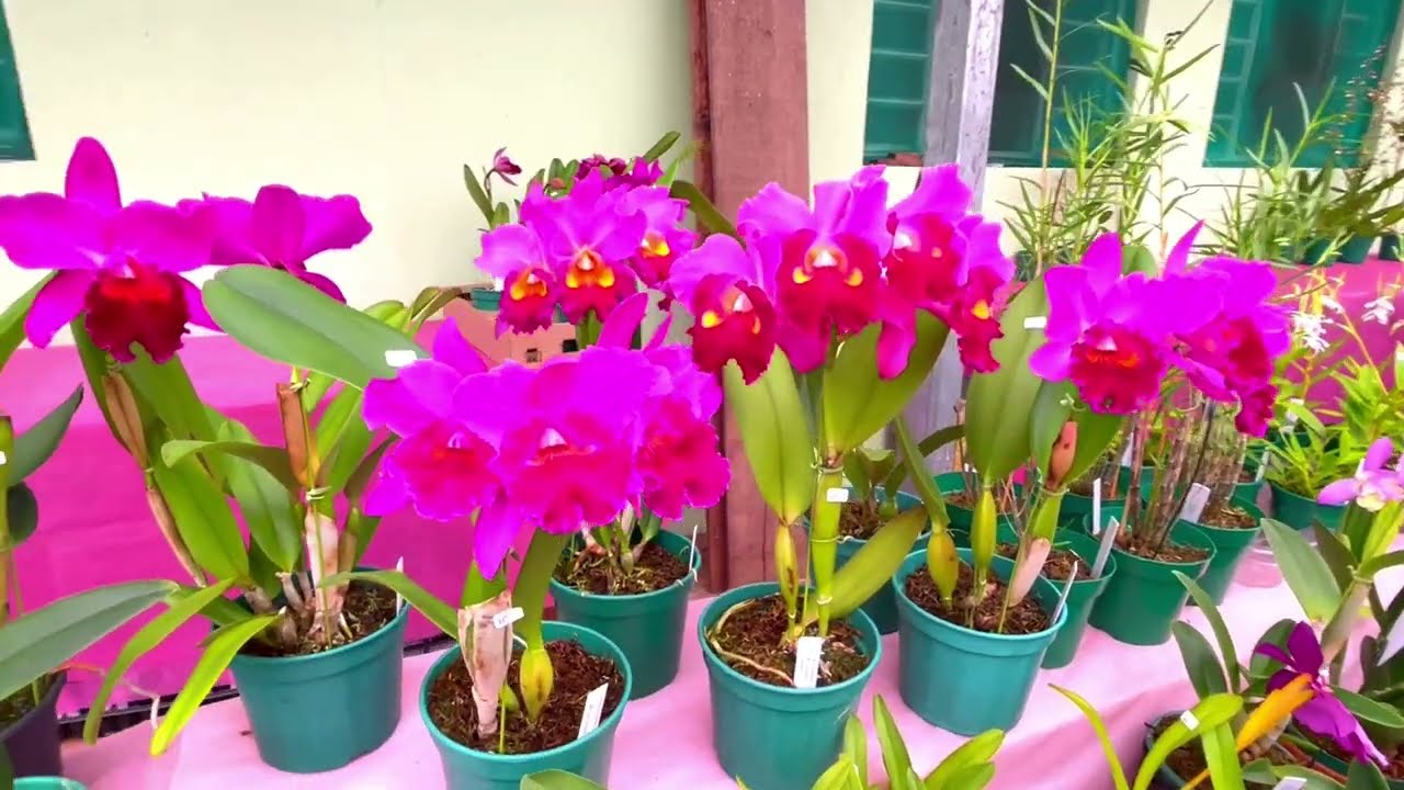 Visita ao orquidário Colibri