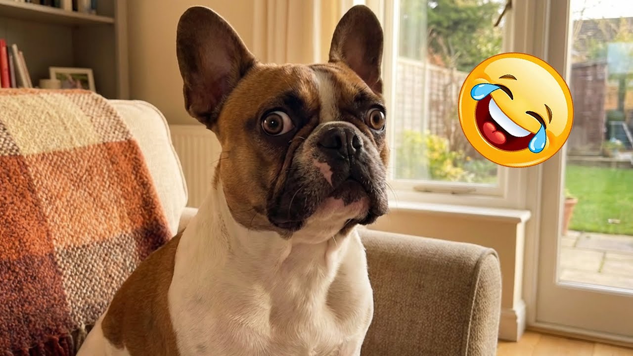 You Can’t Help but Laugh at These Dogs 😂 Funniest Dogs Video 2026