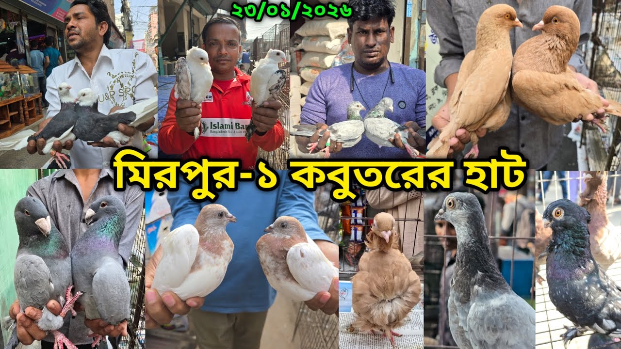 ২৩/০১/২০২৬ মিরপুর-১ কবুতর হাট || মিরপুর-১ কবুতরের হাট ২০২৫ || Mirpur-1 Pigeon Market || কবুতর বাজার